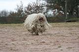 KOMONDOR 133